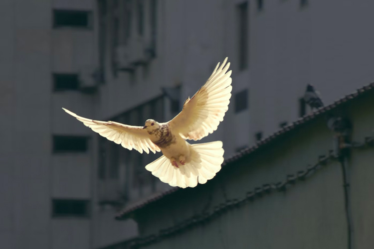Weiße Taube fliegt vor grauen Hochhäusern